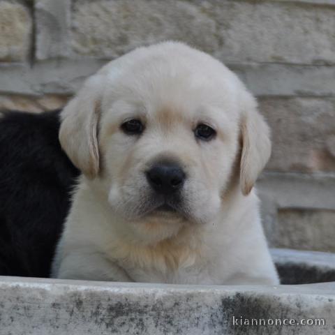 magnifique chiot labrador disponible de suite.