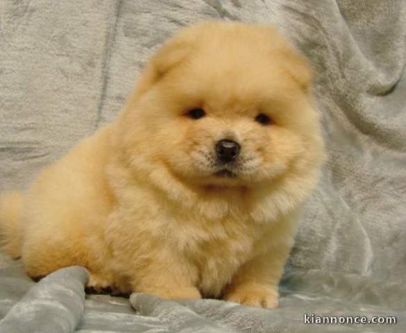 chiot chow chow a donner