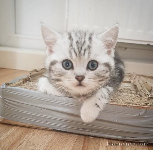 Deux chatons British shorthair