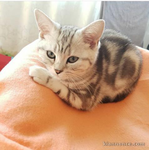 Deux chatons British shorthair tigrés