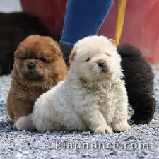 Magnifiques Chiots Chow Chow Pure Race