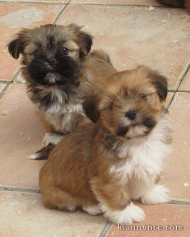 Superbes Chiots Lhassa Apso Pure Race