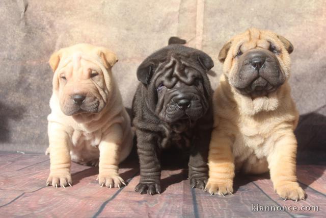  Magnifiques chiots de Shar Pei