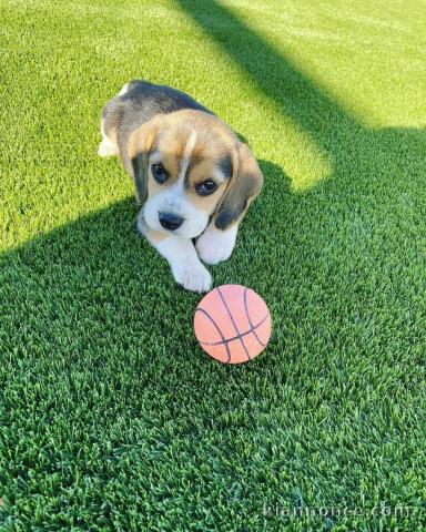 don chiot  beagle contre bon soin 