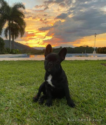 Magnifique chiots de bouledogue français pour Adoption 