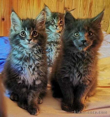 4 chaton main coon a donner