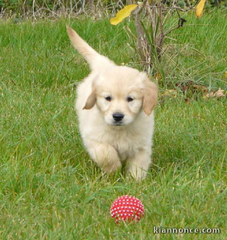 chiots golden retriever a donner