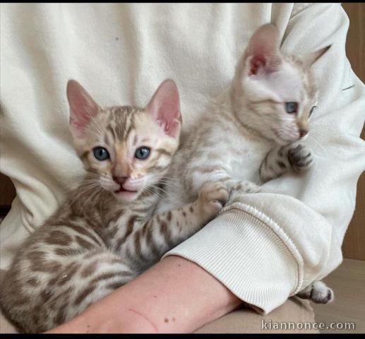 Adorables  chatons BENGAL  disponible pour adoption.