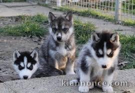  Superbes chiots Husky siberien