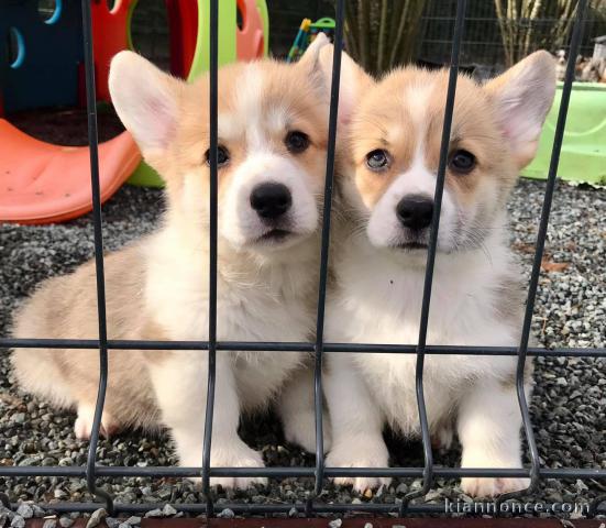 Chiots Welsh Corgi Pembroke