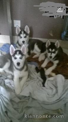  Superbes chiots Husky siberien