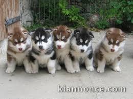  Superbes chiots Husky siberien