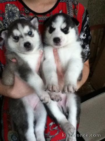  Superbes chiots Husky siberien