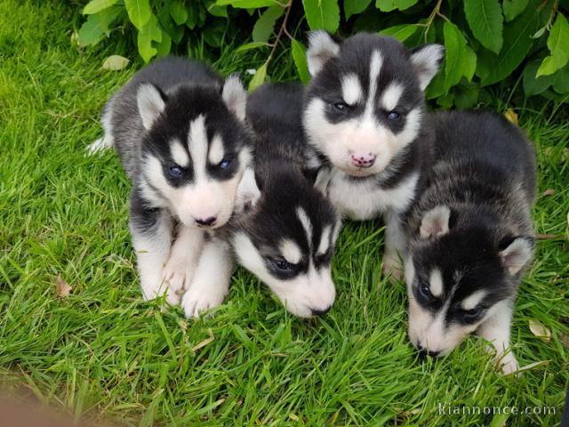  Superbes chiots Husky siberien