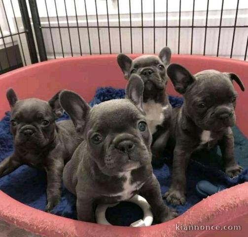 Magnifique chiots de bouledogue français pour Adoption 