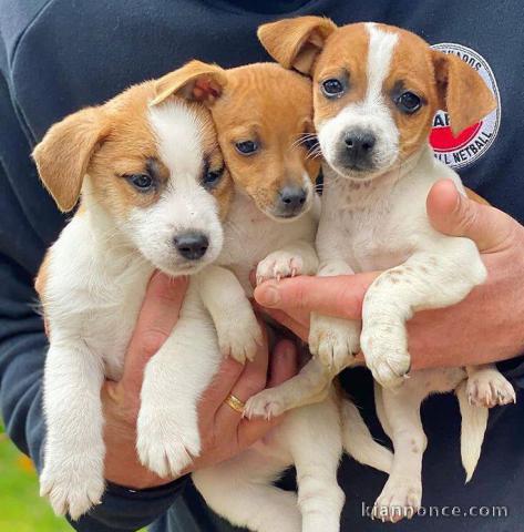 Adorables  chiots jack Russel  disponible pour adoption.