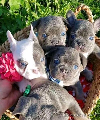 Magnifique chiots de bouledogue français pour Adoption 