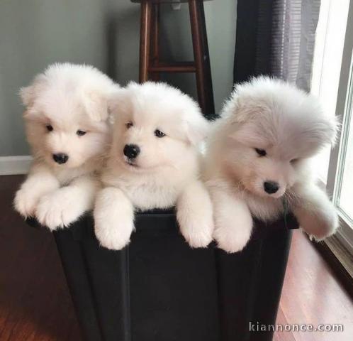  chiots de race samoyede