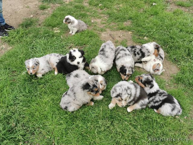 À réserver chiots berger australien LOF