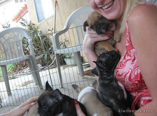 Adorables chiots bouledogues français