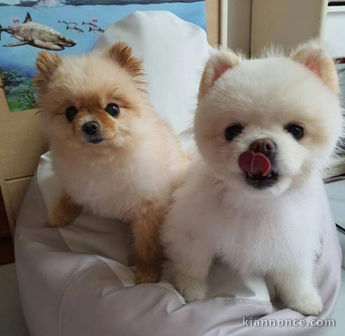 Magnifiques chiots spitz nains pomeranien