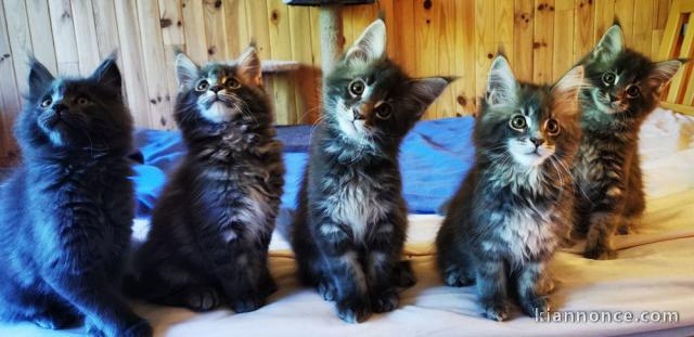 4 chaton main coon a donner