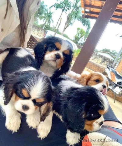 Magnifiques chiots Cavaliers king charles à donner pour adoption 