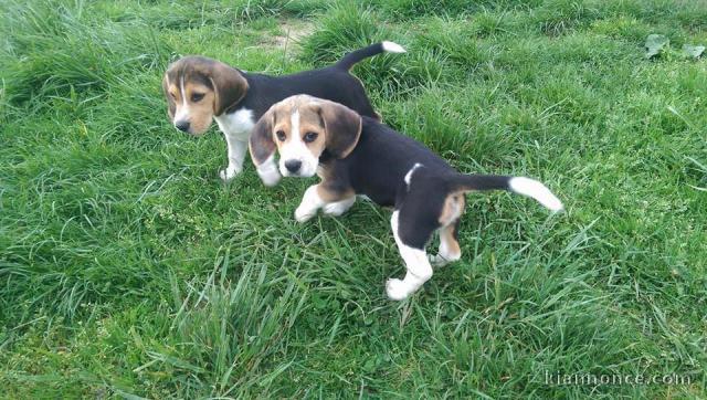 Adorable chiots beagle disponible pour adoption