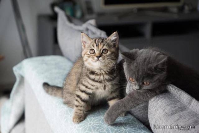 Magnifique chatons British Shorthair disponible pour adoption