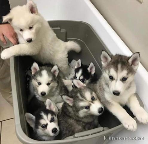 Manififque chiots husky seberien a donner 