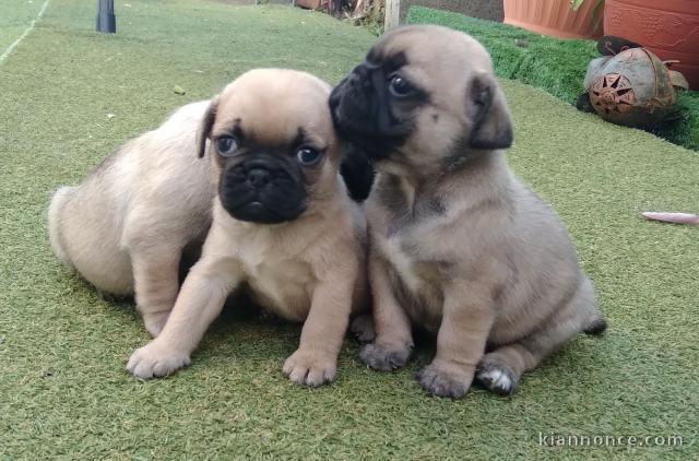 chiots carlin recherche famille aiment