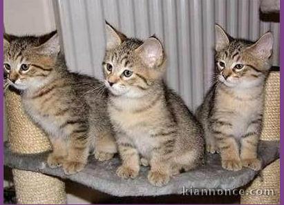 Deux Chatons Ashera pour adoption