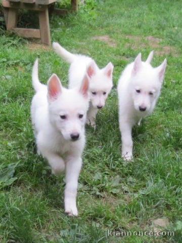 Adorables chiots bergers blancs suisse 