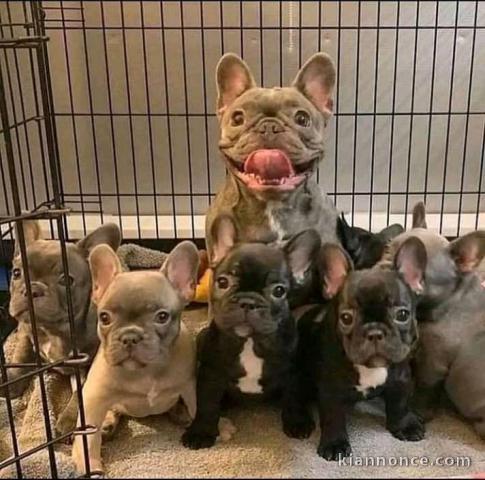 Magnifique chiots de bouledogue français pour Adoption 