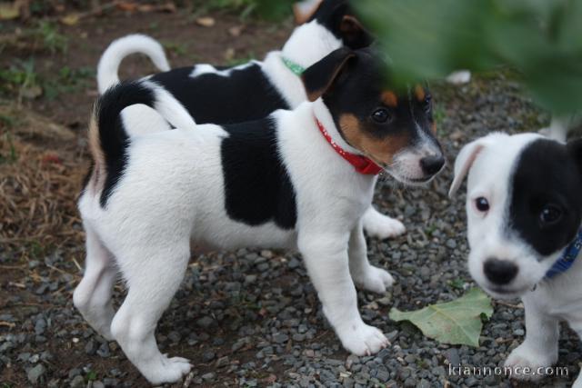 Disponible de suite Jack Russel