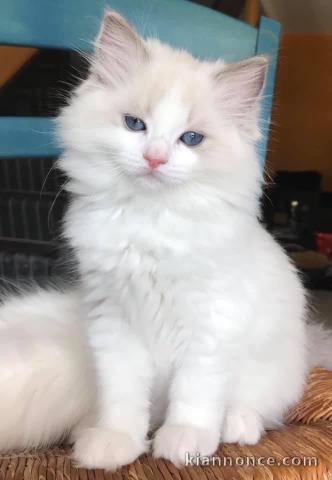 Bonjour je vous propose mes adorables chatons Ragdolls