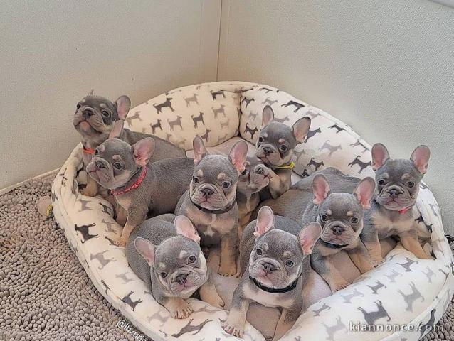 Magnifique chiots de bouledogue français pour Adoption 