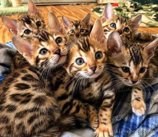 Manifique chatons bengal