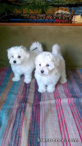 bichons maltais pure race