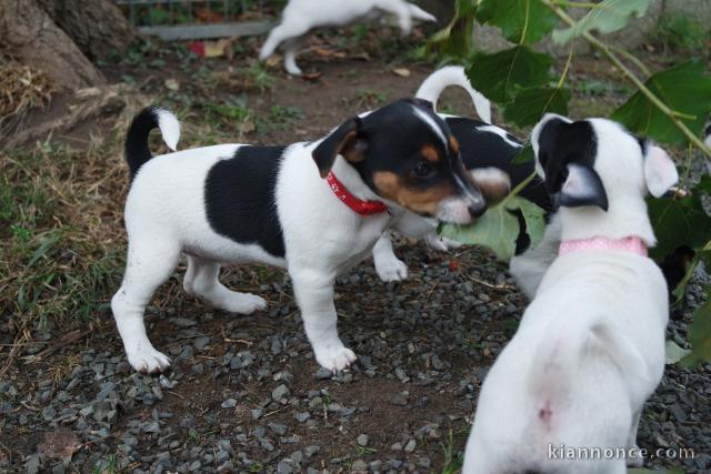 Disponible de suite chiot Jack Russel