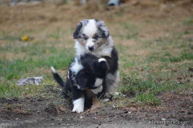 Magnifique chiots Berger australien disponible pour adoption