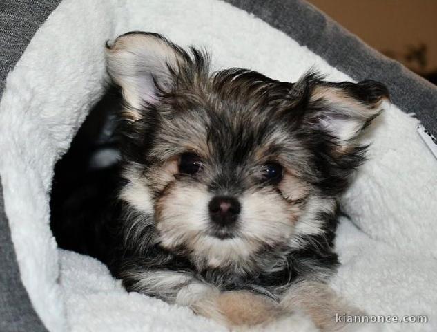 Magnifique chiots Morkie disponible pour adoption