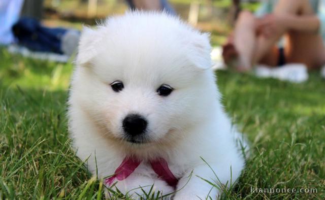 A DONNER Le Samoyède, chien symbole de force, de raffinement