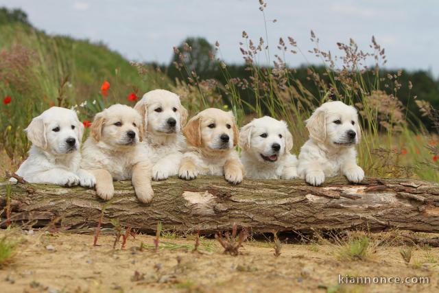 Chiots Golden retriever