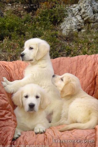 Chiots Golden retriever