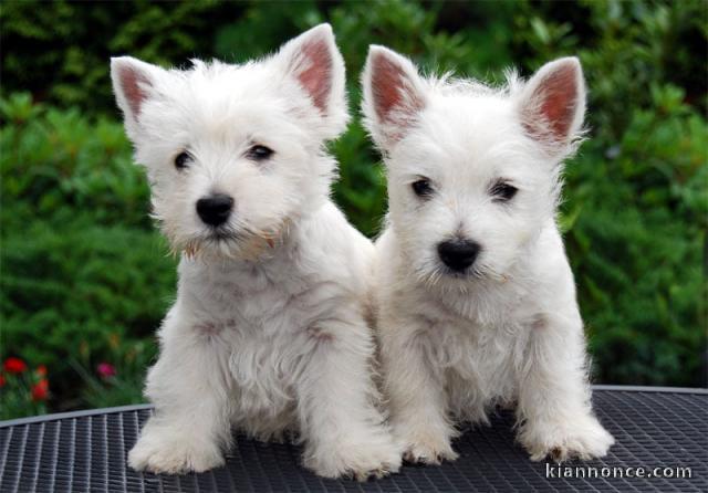 Deux chiots bichon maltais mâle et femelle a donner