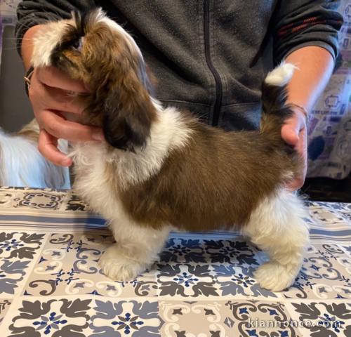 Magnifique  chiot shih tzu à donner