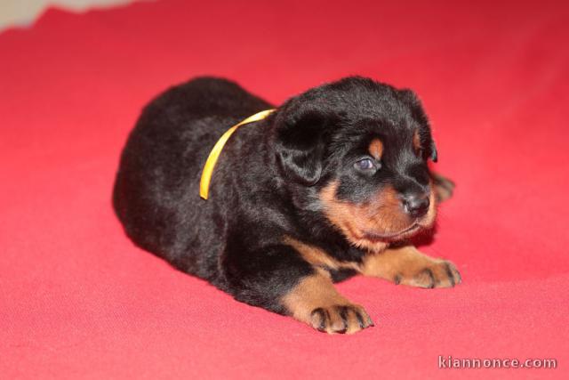 Adorable chiot  Berger de Beauce a donner