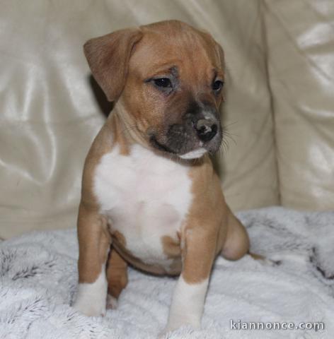 Chiot Américan Staffordshire Terrier à donner