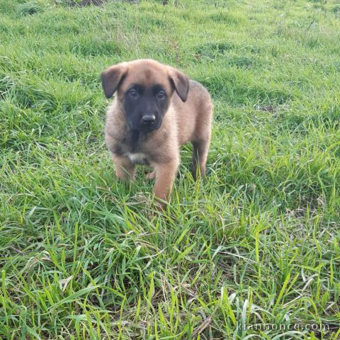 Magnifique  chiot Berger belge à donner